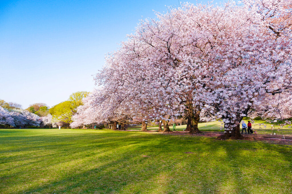 砧公園